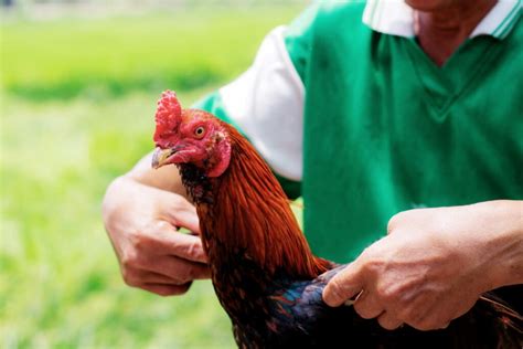 gamefowl medical care|Miniature Gamefowls Unveiled: A Comprehensive Guide to .